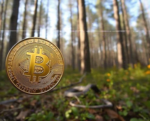 Bitcoin Forest Lofi Vibing Session